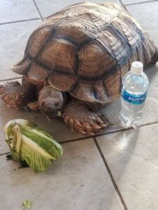 Tortoise